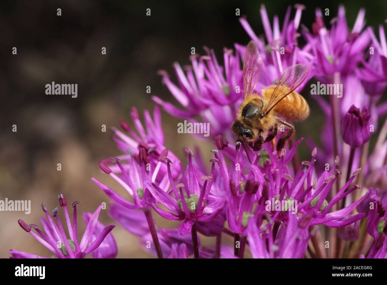 Abeille sur un Allium violet sur un jour d'été Banque D'Images