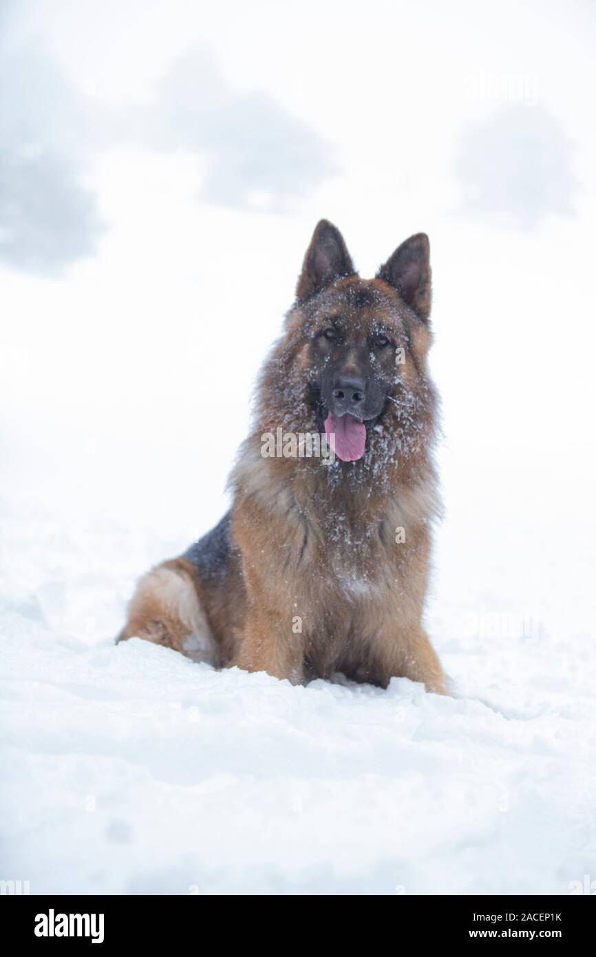 Shephered allemand chien dans la neige Banque D'Images