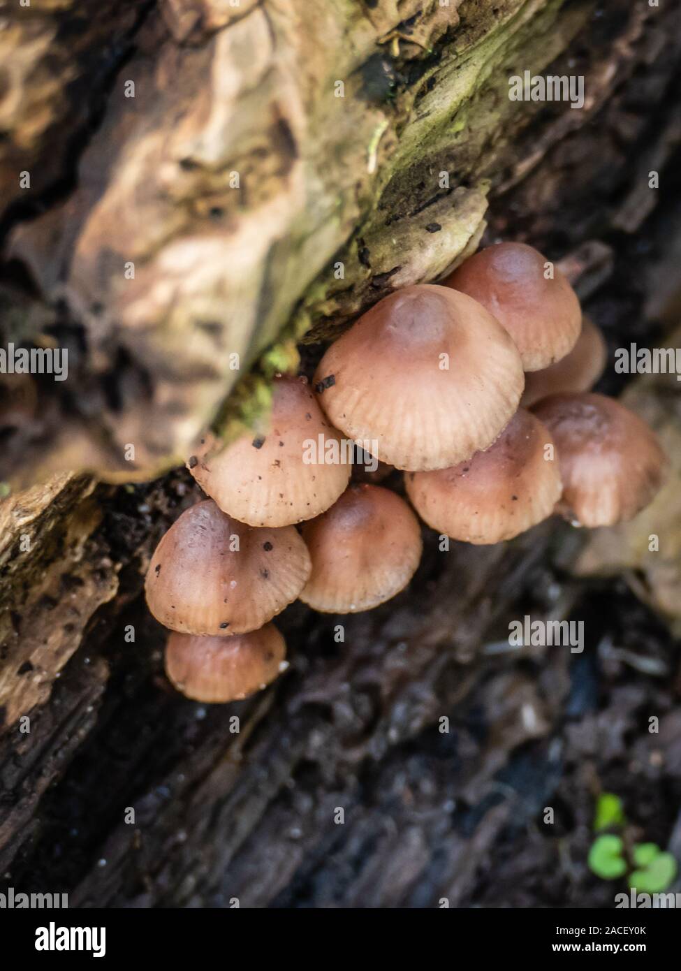 Peu de faire revenir les champignons sur la frontière en bois. Probablement Hypholoma fasciculare, communément connue sous le nom de touffe de soufre, le soufre tuft ou woodlover en cluster. Banque D'Images