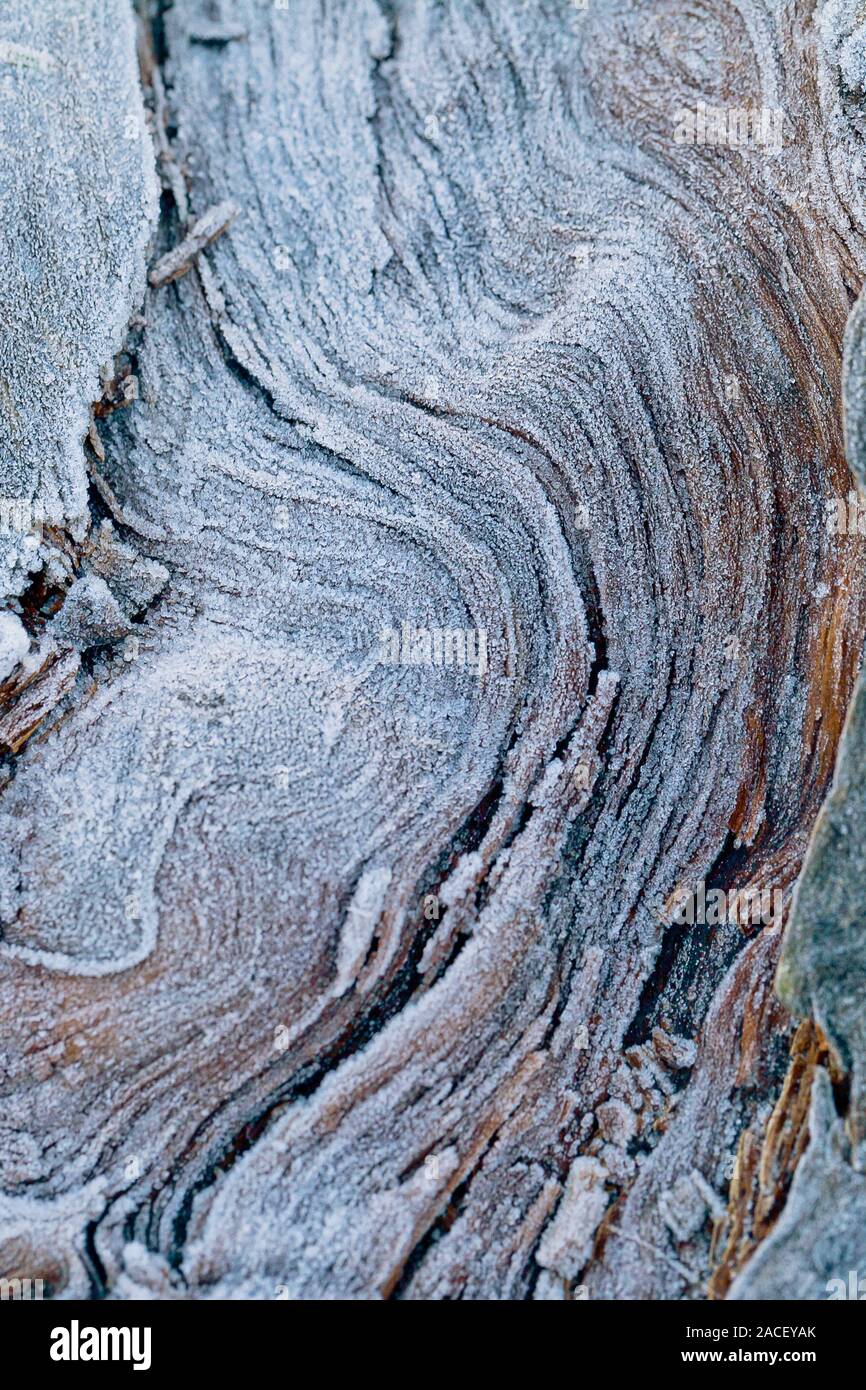 Cristaux de glace blanche sur une surface en bois. Première gelée sur le tronc de l'arbre Banque D'Images
