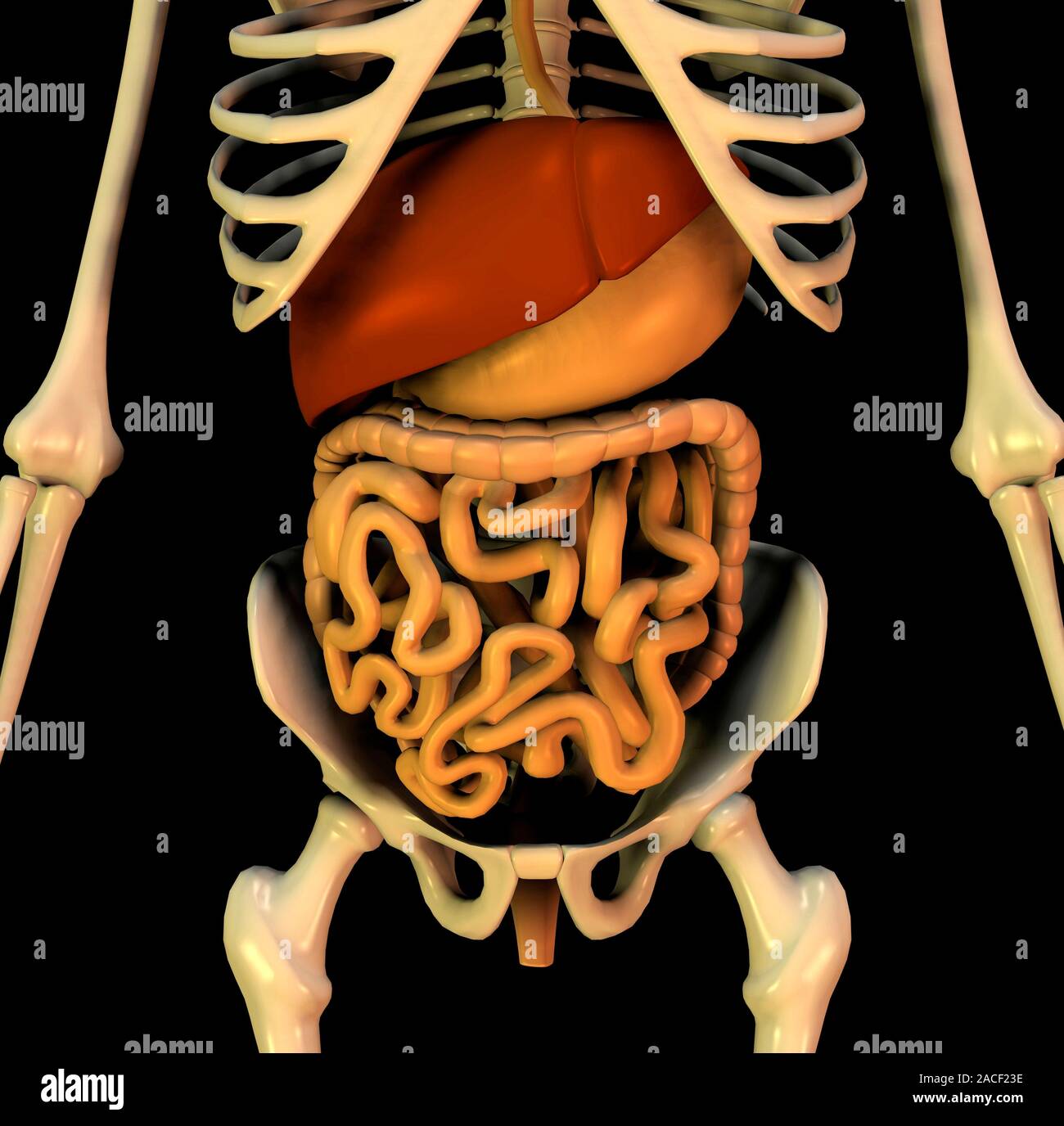 Des organes abdominaux, illustrations anatomiques. Les organes sont indiqués dans les os, y compris le bassin (fond) et le haut (côtes). Le bras Banque D'Images