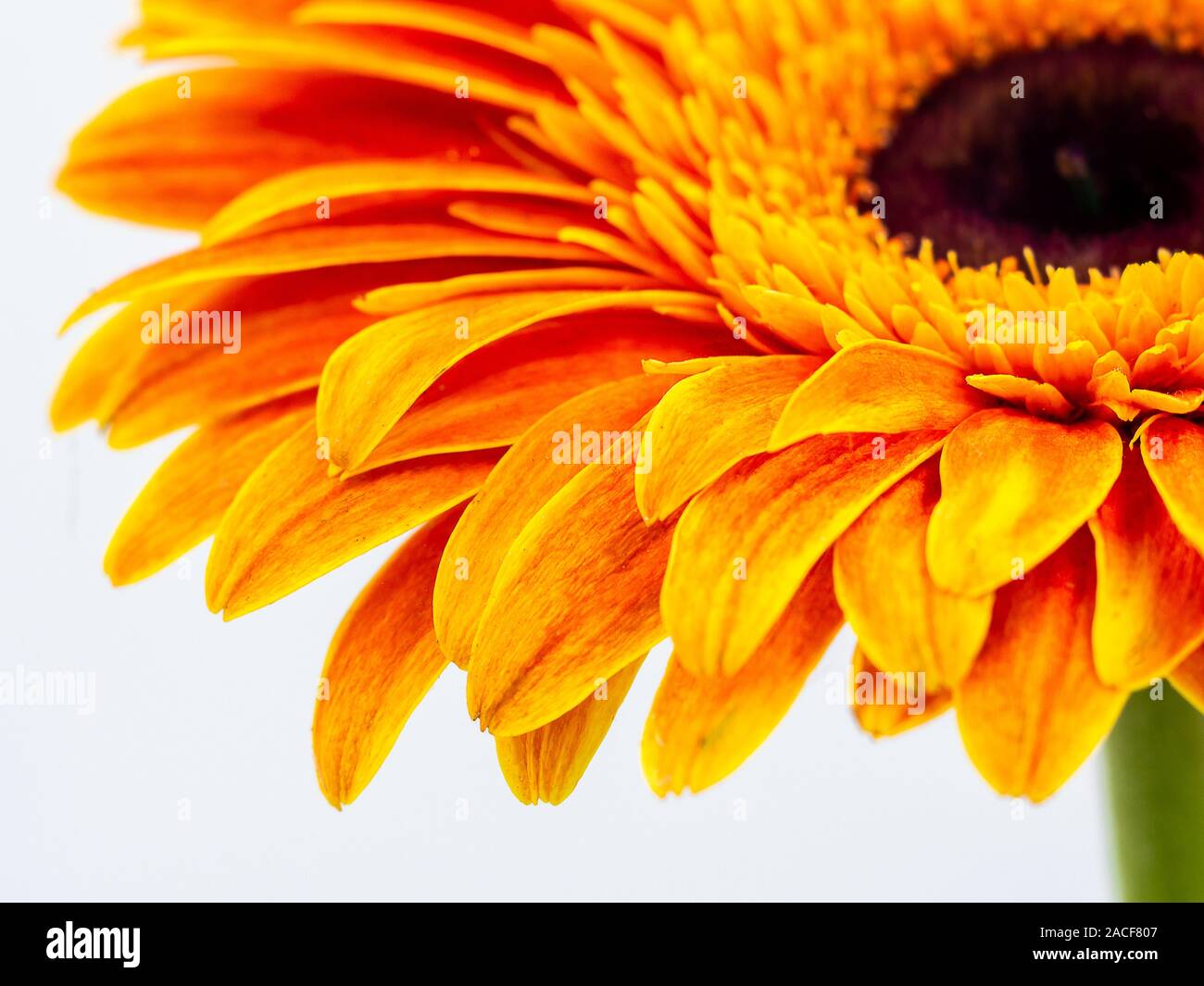 Beau gerbera orange daisy flower isolated close up Banque D'Images