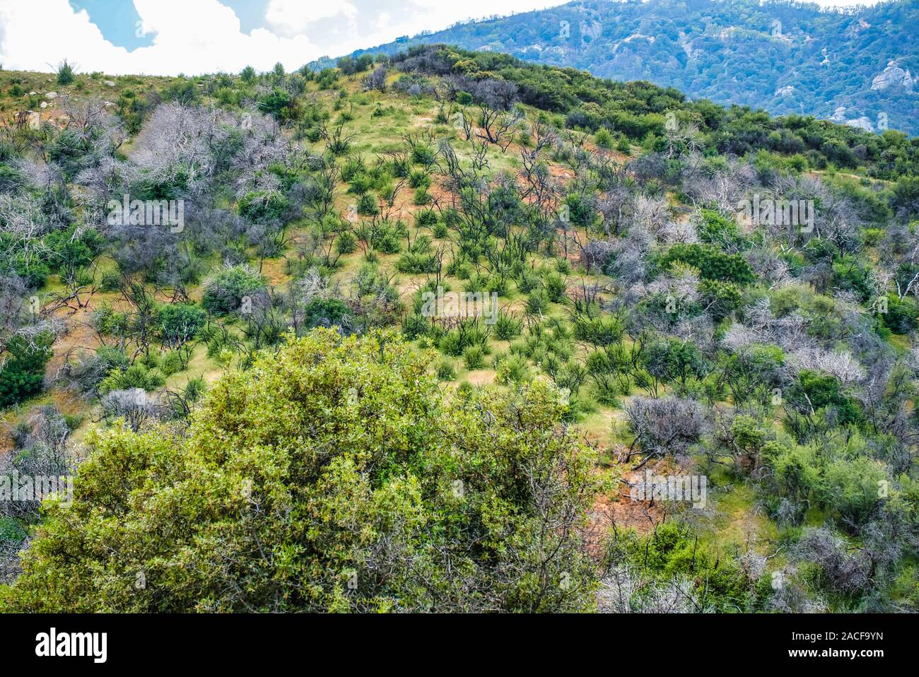 Verdure sur des montagnes de Sequoia National Forest,California,USA Banque D'Images