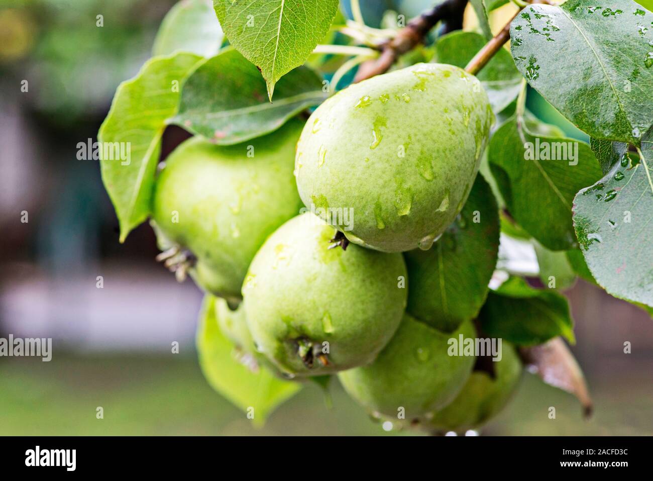 Poires mûres avec des gouttes d'eau sur un poirier parmi le feuillage dans un verger libre. Poires mûres avec des gouttes de pluie accroché sur l'arbre prêtes pour la récolte. Banque D'Images