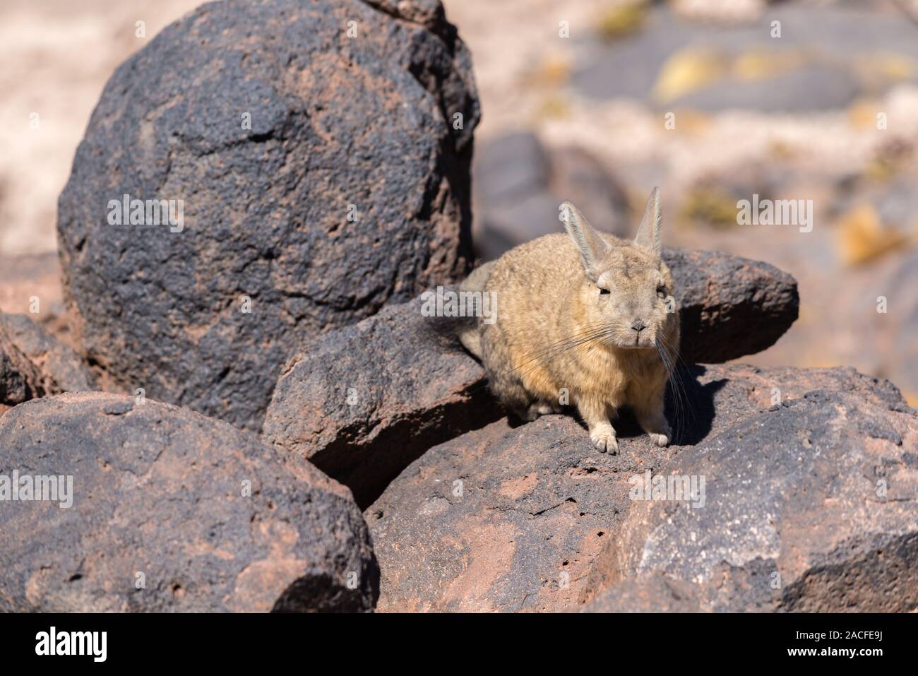 La viscache (Lagidium), Reserva Nacional de Fauna Andina Eduardo Avaroa, département de Potosí, au sud-ouest de la Bolivie, de l'Amérique latine Banque D'Images