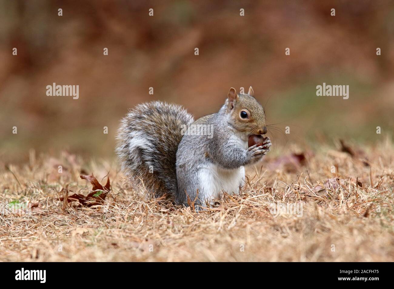 Un écureuil gris Sciurus carolinensis manger un gland à l'automne Banque D'Images