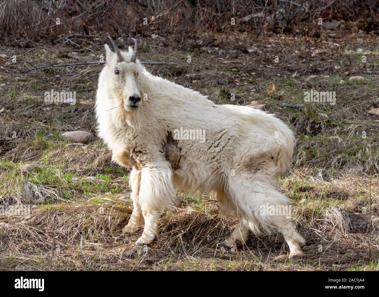 Une chèvre de montagne sur une colline du Wyoming. Banque D'Images