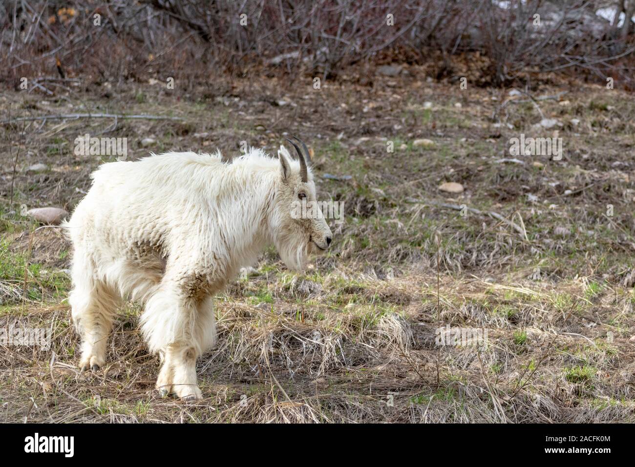 Une chèvre de montagne sur une colline du Wyoming. Banque D'Images