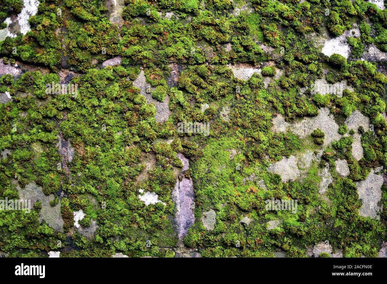 Mousse sur un mur de texture. Banque D'Images