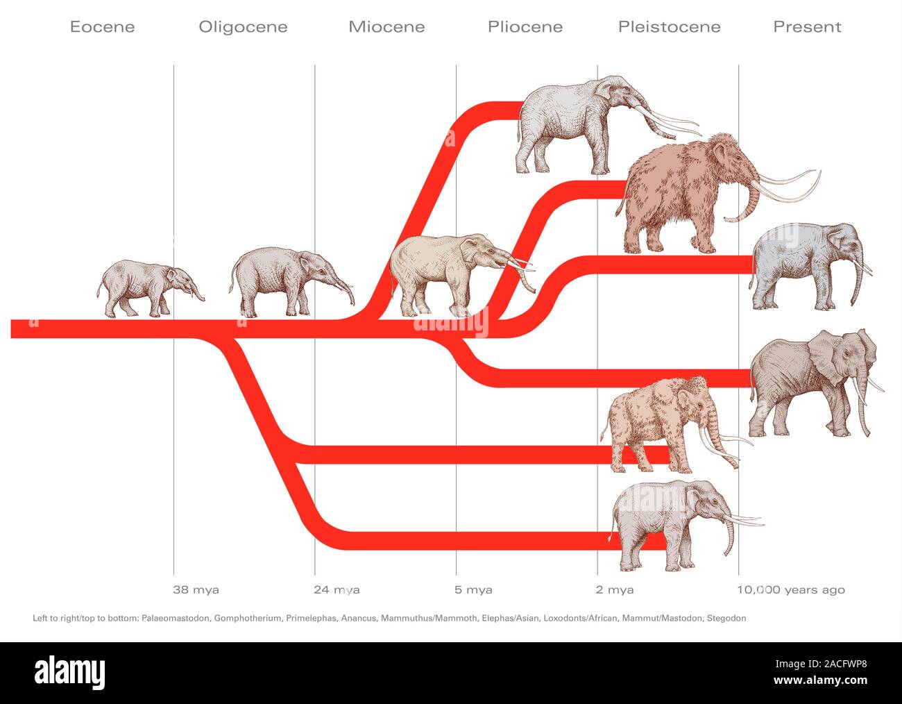 L volution De L l phant Diagramme Neuf Esp ces Sont Nomm es Plus De l-volution-de-l-l-phant-diagramme-neuf-esp-ces-sont-nomm-es-plus-de