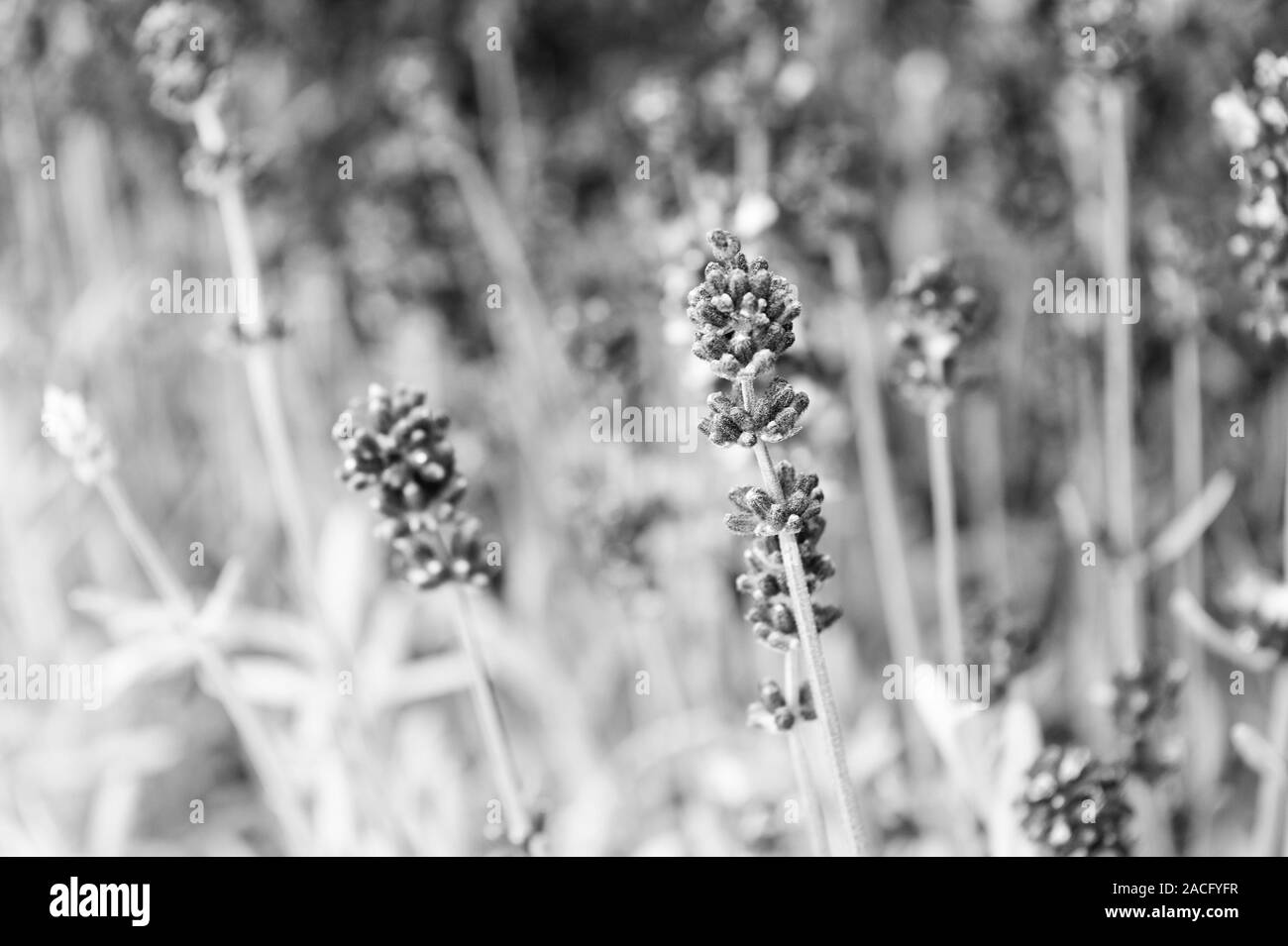 La plantation jardinage plantes et botanique. Boutique de fleurs. La lavande en pleine croissance. Close up buissons de lavande magnifique. Fleurs aromatiques concept. Provence style. Offres de Lavande fleurs violettes. Champ de lavande. Banque D'Images