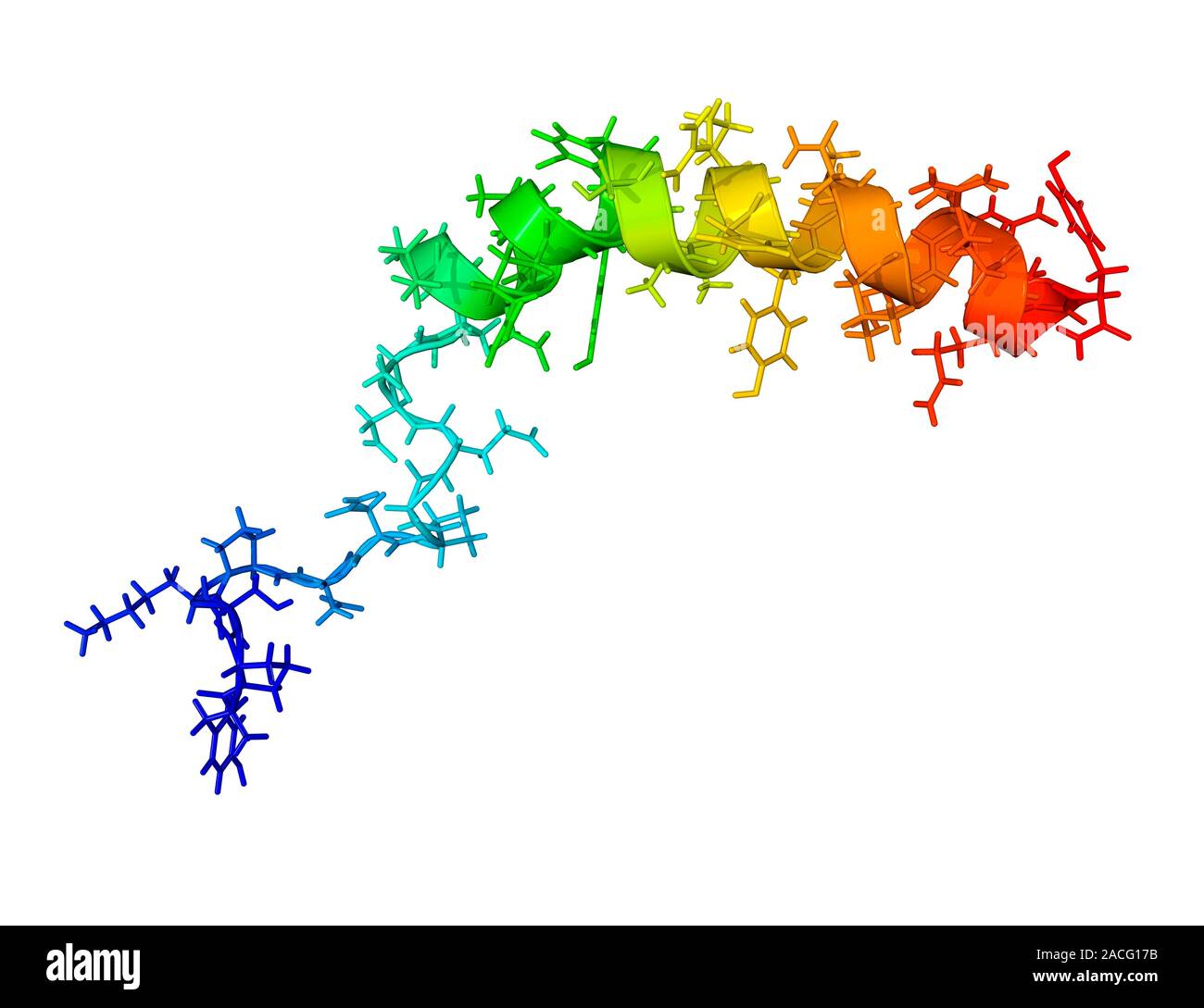 Npy Le neuropeptide Y neurotransmetteur molécule. Modèle d'ordinateur ...