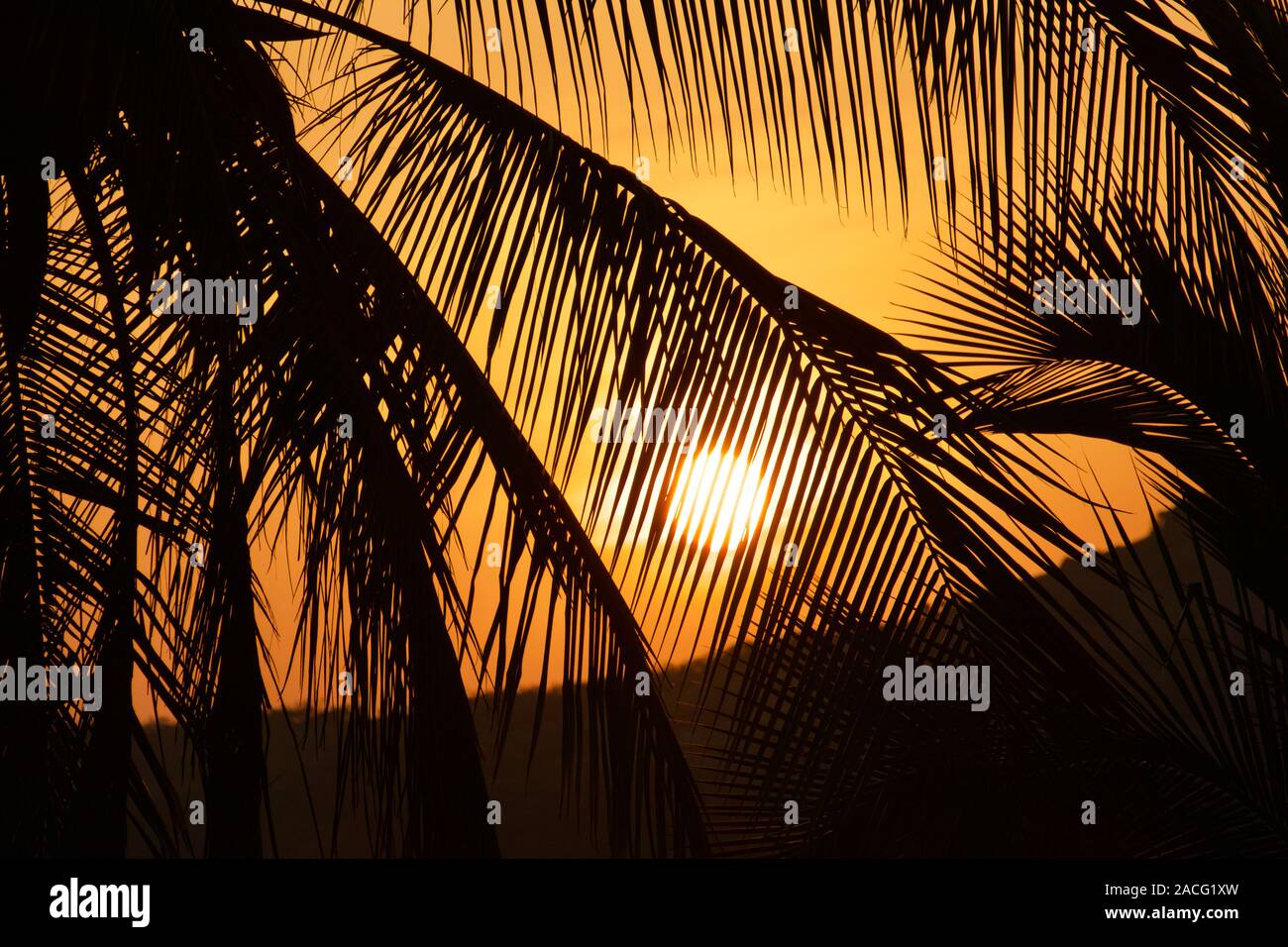 Silhouette d'un palmier. Coucher du soleil à Hamilton Island, Queensland, Australie. Banque D'Images