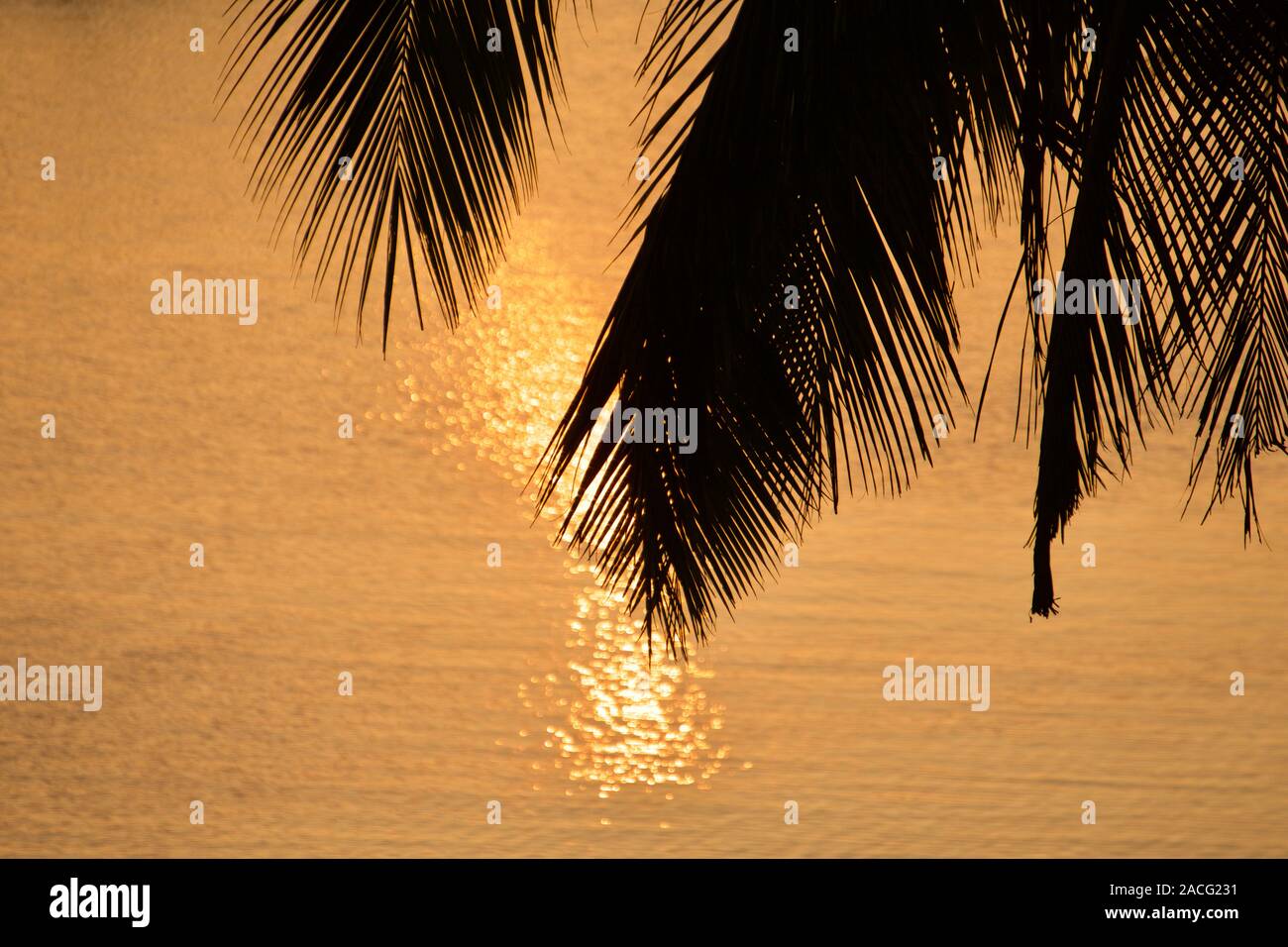 Silhouette d'un palmier. Coucher du soleil à Hamilton Island, Queensland, Australie. Banque D'Images