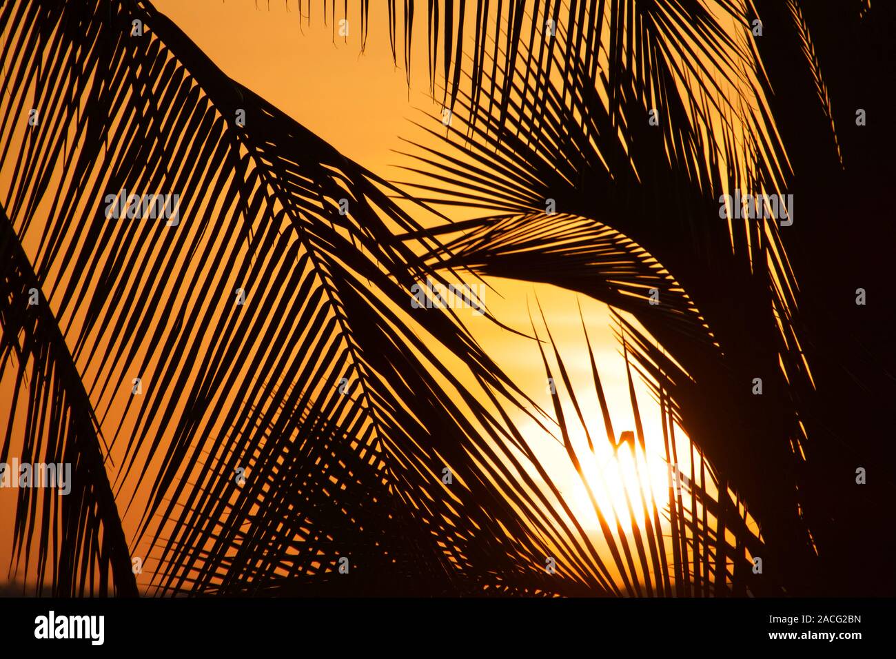 Silhouette d'un palmier. Coucher du soleil à Hamilton Island, Queensland, Australie. Banque D'Images