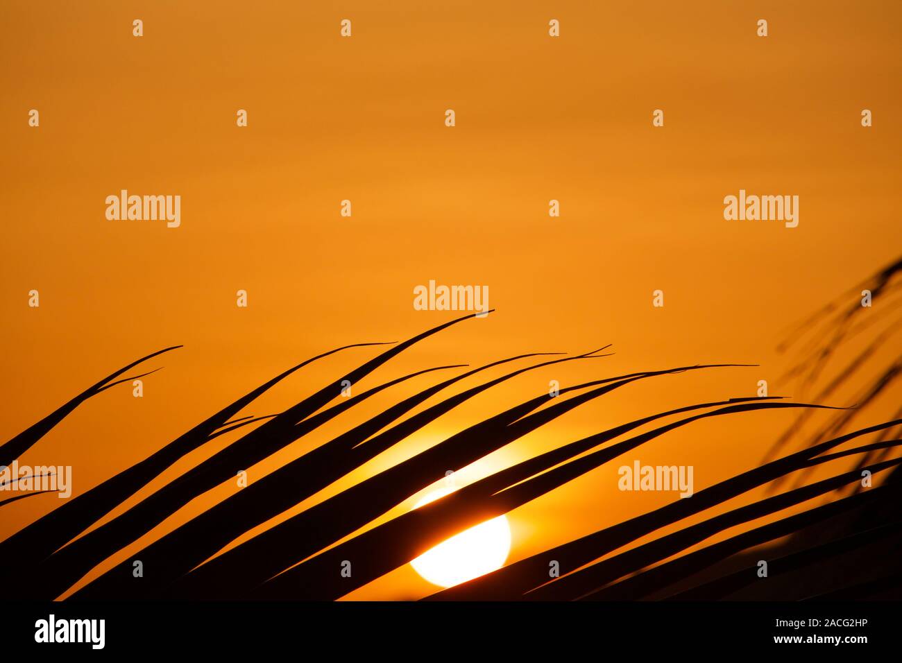 Silhouette d'un palmier. Coucher du soleil à Hamilton Island, Queensland, Australie. Banque D'Images