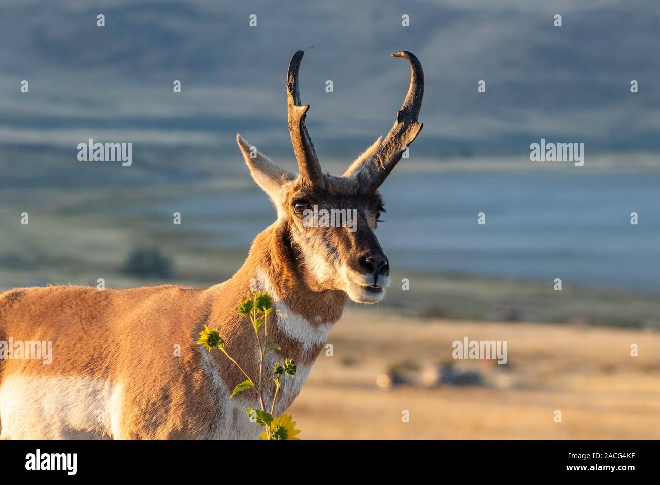 Une antilope mâle dans la prairie à Antelope Island, dans l'Utah. Banque D'Images