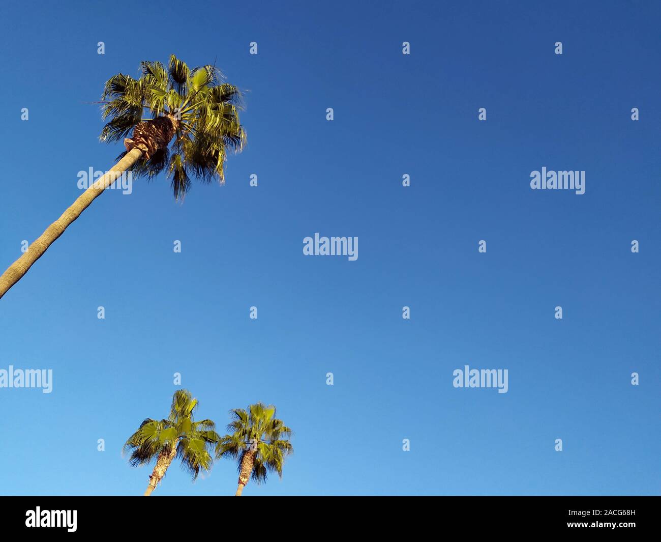 Trois palmiers contre un ciel bleu, Malaga, Espagne Banque D'Images