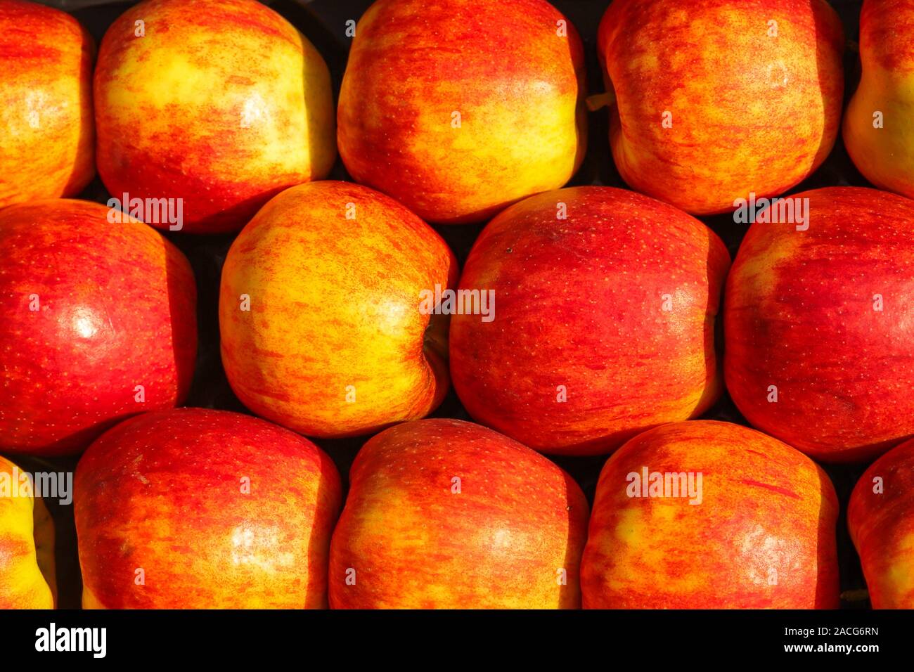 Rangées de pommes sur une journée ensoleillée Banque D'Images