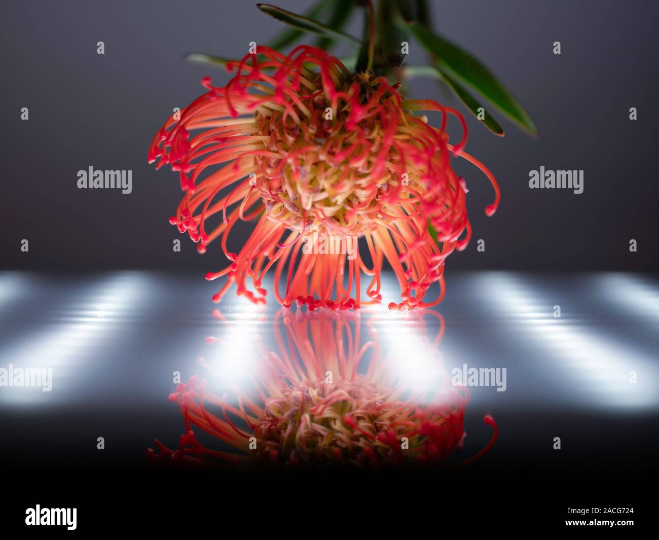 Reflet d'une fleur tropicale contre un voyant LED Banque D'Images