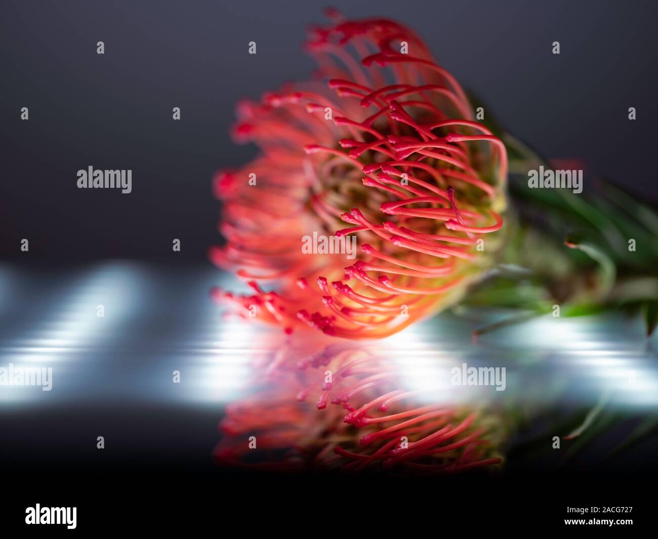 Reflet d'une fleur tropicale contre un voyant LED Banque D'Images