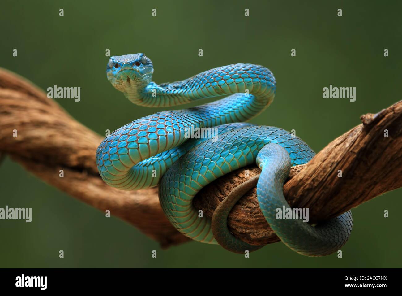Viper Blue Snake sur la branche prêt à l'attaque, l'Indonésie Banque D'Images