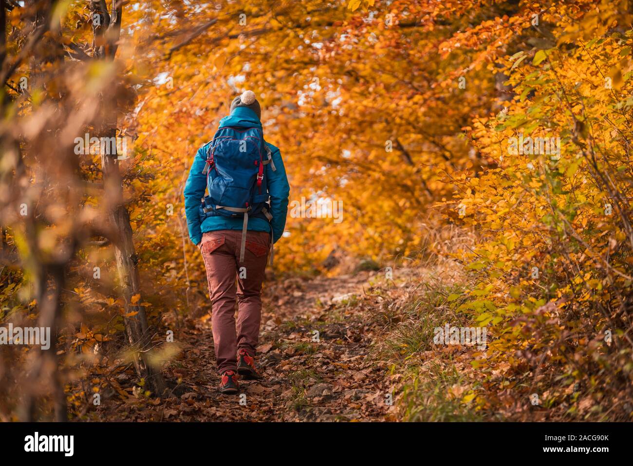 Randonnée femme dans une forêt d'automne, Salzbourg, Autriche Banque D'Images