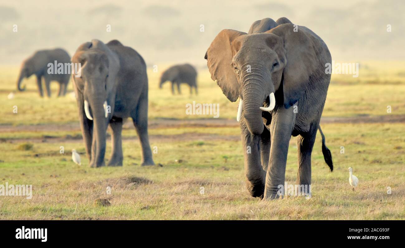 Quatre éléphants sont magnifiques, le soleil dans l'heure d'or avec l'éléphant avant mise au point nette alors que les autres dans le flou progressivement la distance. Banque D'Images