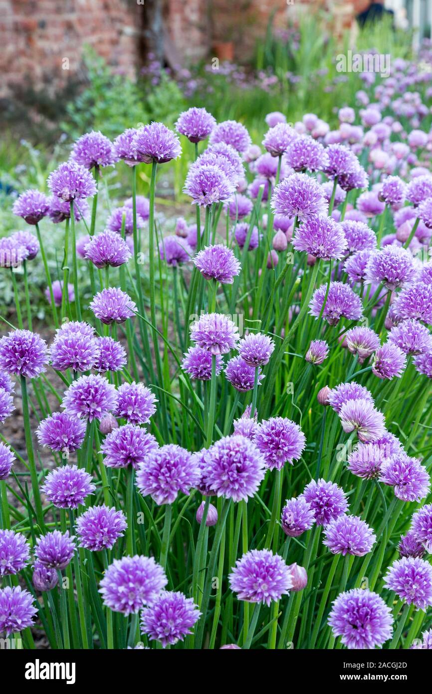 Dans Clytha Allium fleurs, maison, Monmouthshire, Wales, UK Banque D'Images