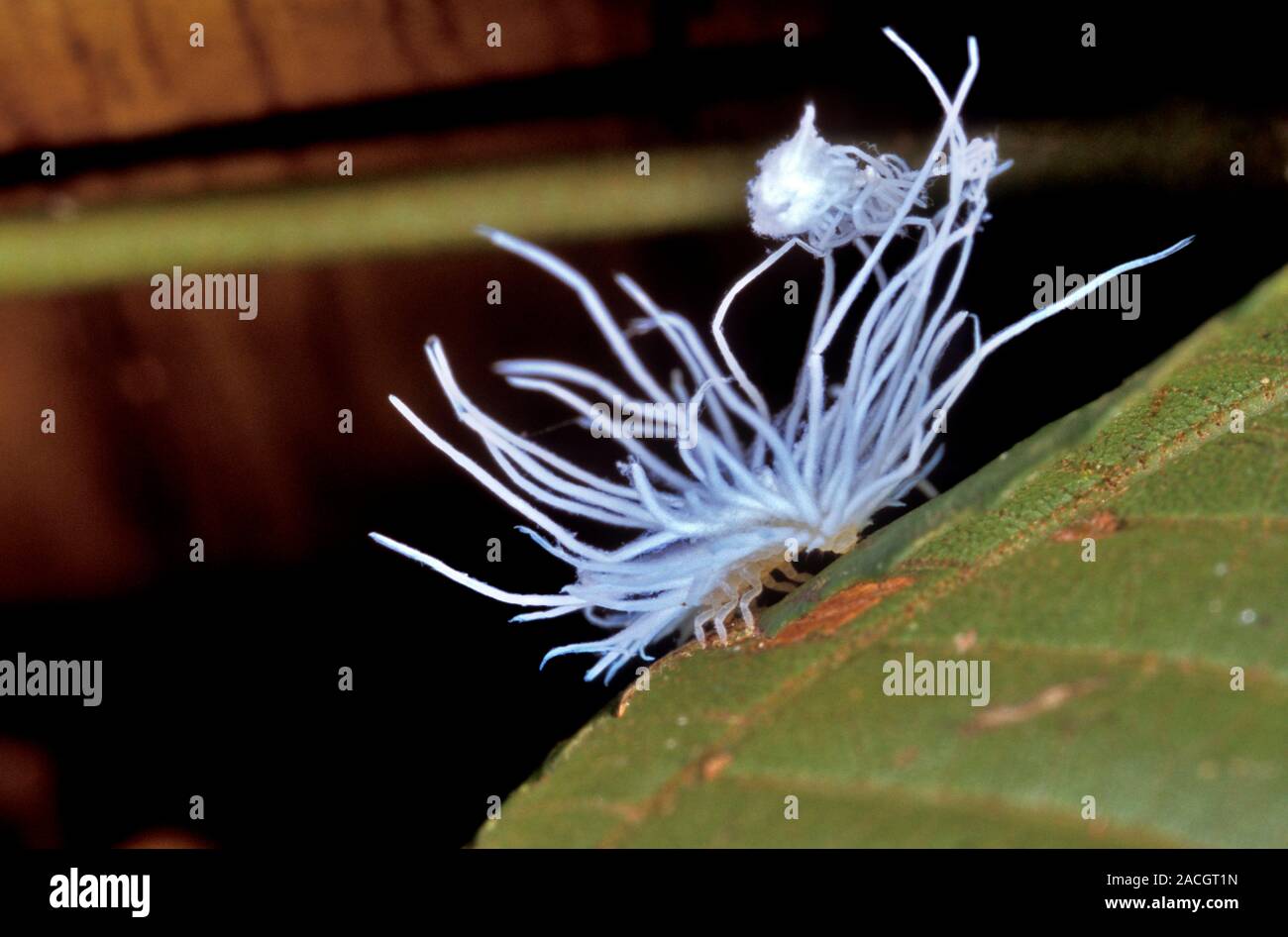 (Famille de la cochenille blanche Pseudococcidae) sur une feuille dans ...
