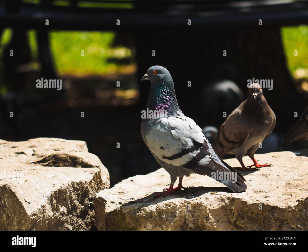 Pigeons assis sur les rochers. Banque D'Images