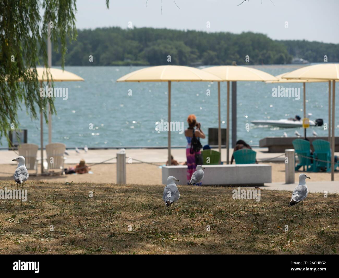 Les goélands à bec cerclé de marcher sur l'herbe à Harbourfront, tandis que dans l'arrière-plan est flou photographe photographier un bateau qui est de passage. Banque D'Images