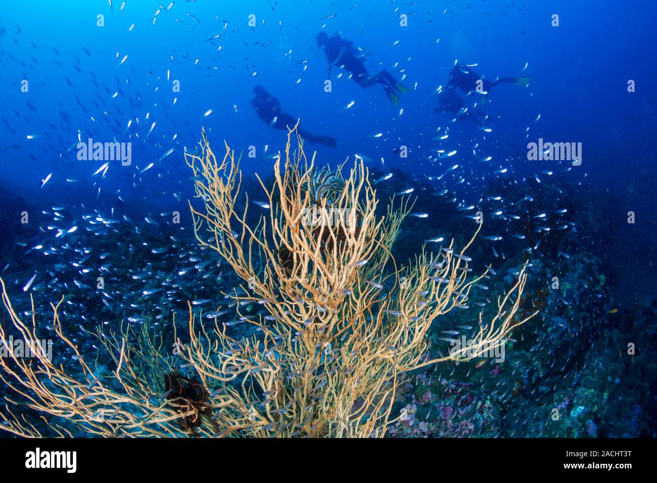 Les amateurs de plongée sous-marine sur un récif de coraux tropicaux de la mer d'Andaman Banque D'Images