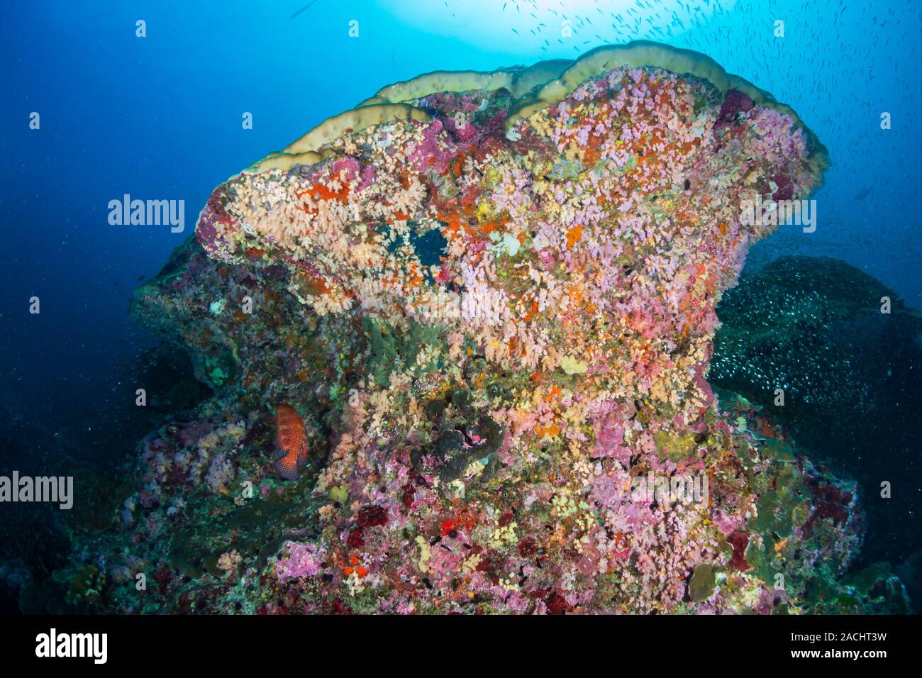 Poissons tropicaux et de coraux multicolores sur un récif de coraux tropicaux en Thailande, Similan Banque D'Images