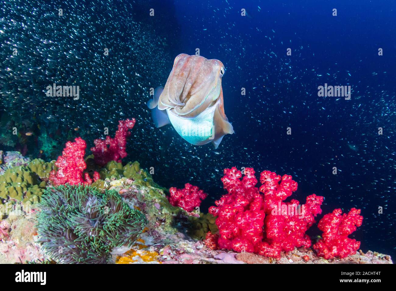 Curieux de la Seiche à l'aube sur un récif de coraux tropicaux (Richelieu Rock, Surin) Banque D'Images