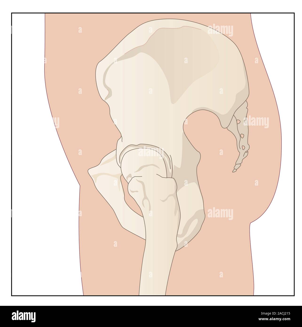 Anatomie de la hanche. Artwork montrant une vue de profil d'un bassin. Une  partie du sacrum, qui forme la base de la colonne vertébrale, est perçu à  l'extrême droite. Il est connecté