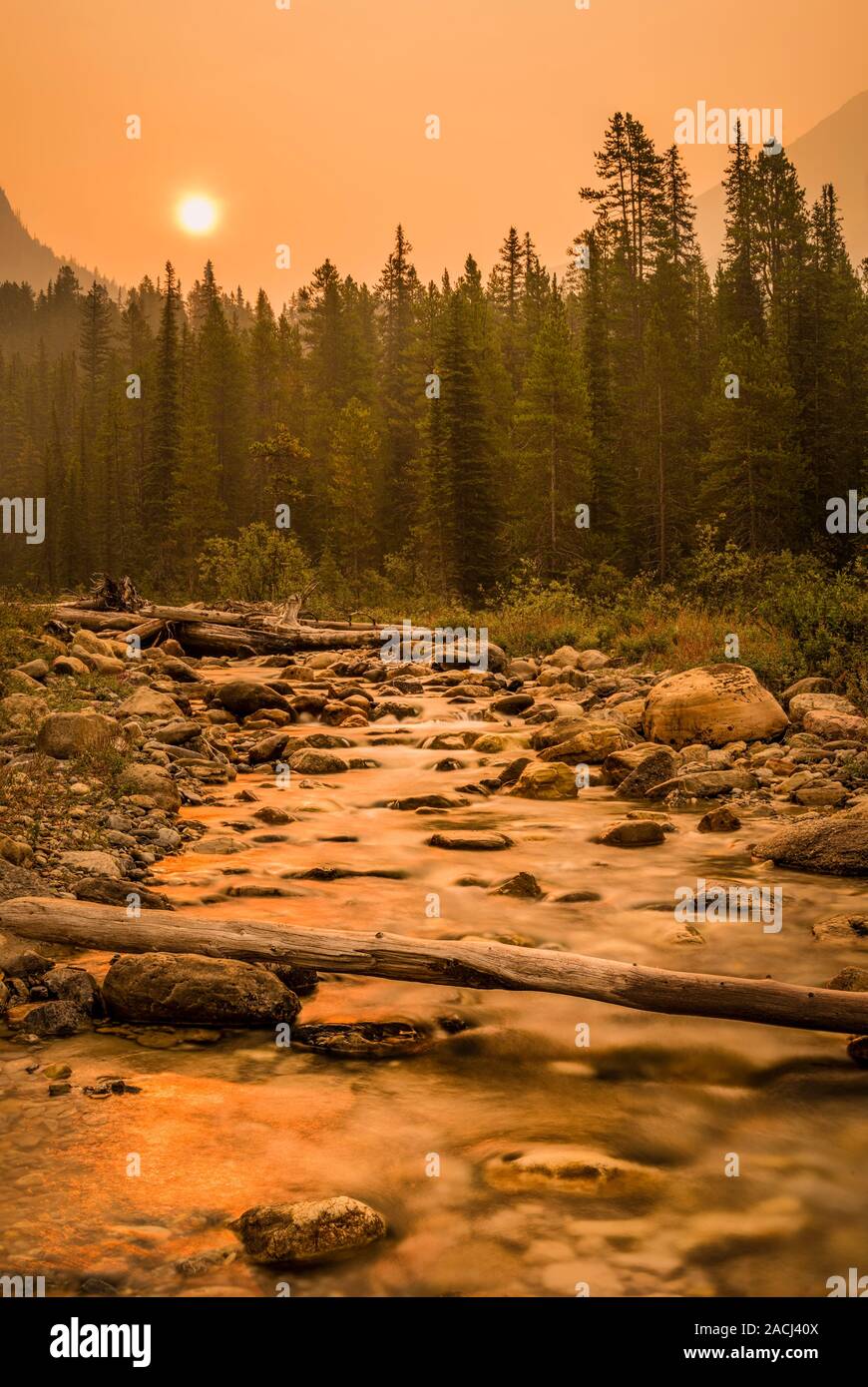 Promenade Mosquito Creek-Icefields, parc national Banff Banque D'Images