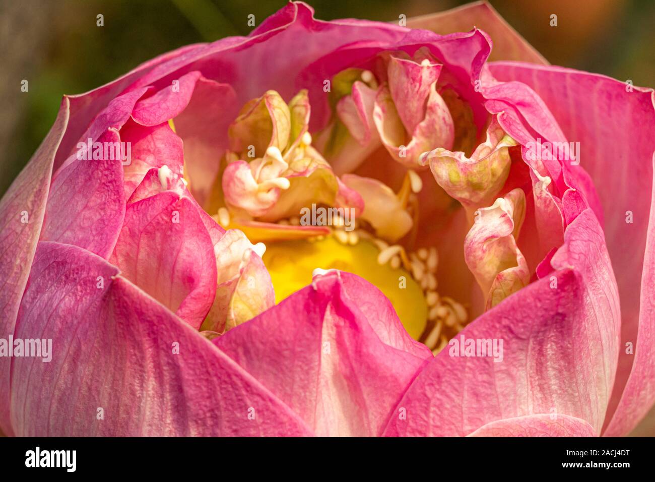 Plan macro sur une fleur de lotus rose isolé en fond vert Banque D'Images