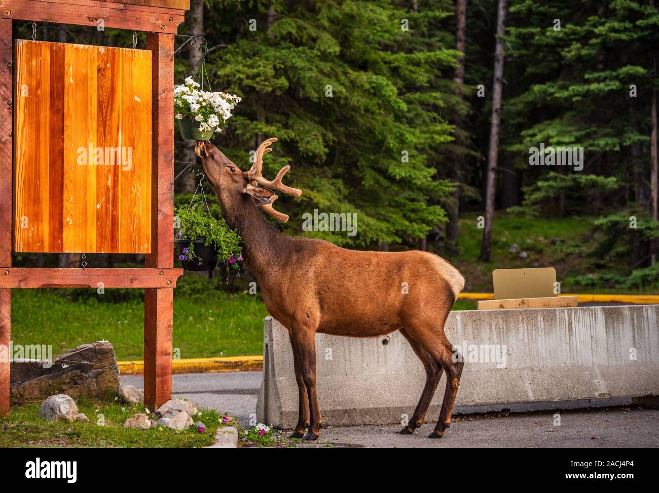 Elk Eating Flower pots-Parc national Banff Banque D'Images
