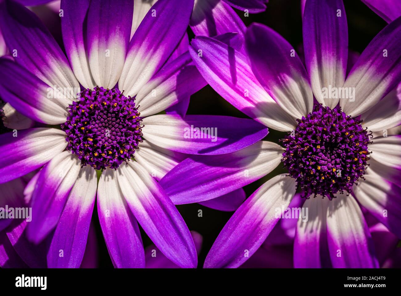 Deux Close-Up Purple Daisies Banque D'Images