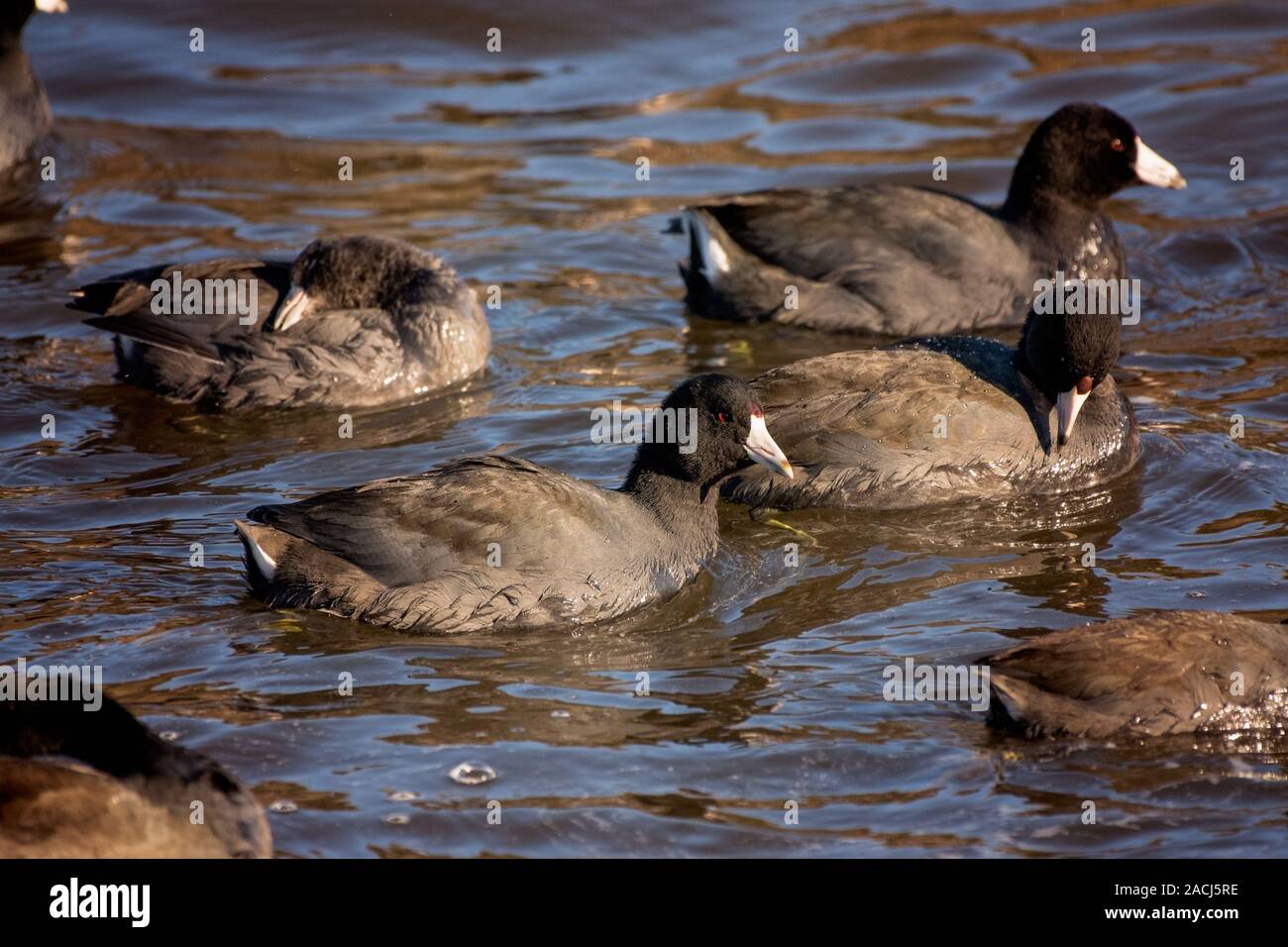 Groupe de Foulque d'oiseaux Natation Banque D'Images