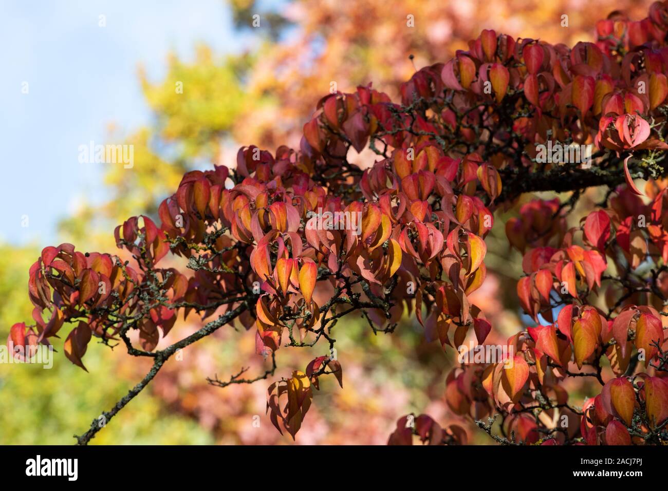 Cornus kousa var. chinensis. Cornouiller chinois feuillage en automne. UK Banque D'Images