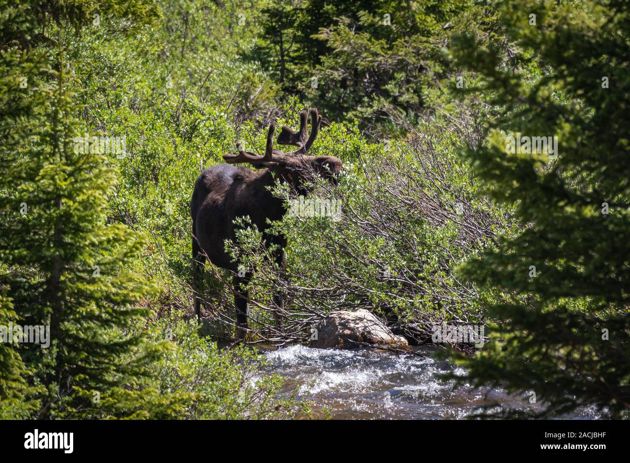 Jeunes orignaux de taureau mangeant sur des saules le long d'une rivière Banque D'Images Jeunes orignaux de taureau mangeant sur des saules le long d'une rivière Banque D'Images