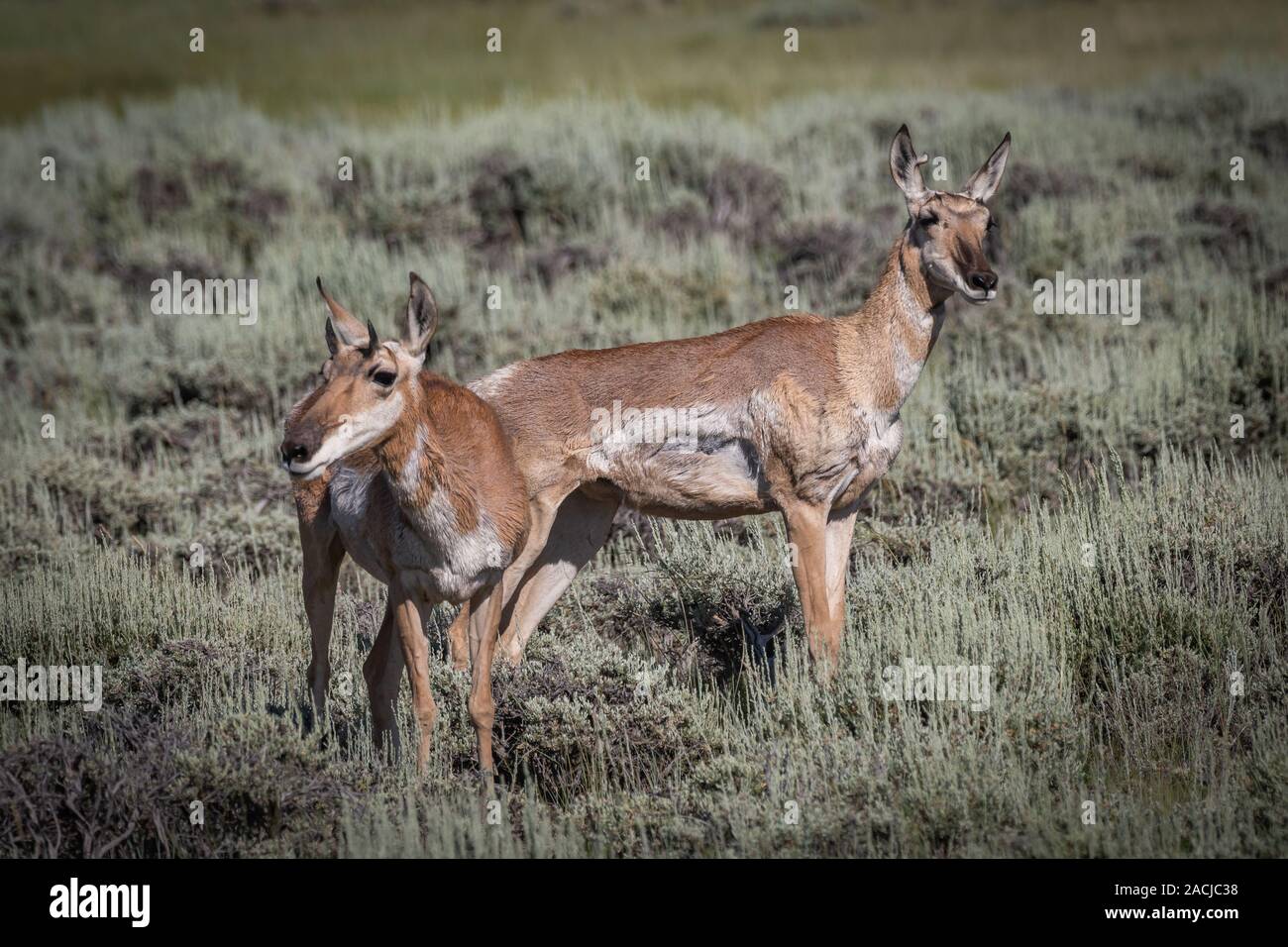 Pronghorn Twin Babies Watch soigneusement Banque D'Images