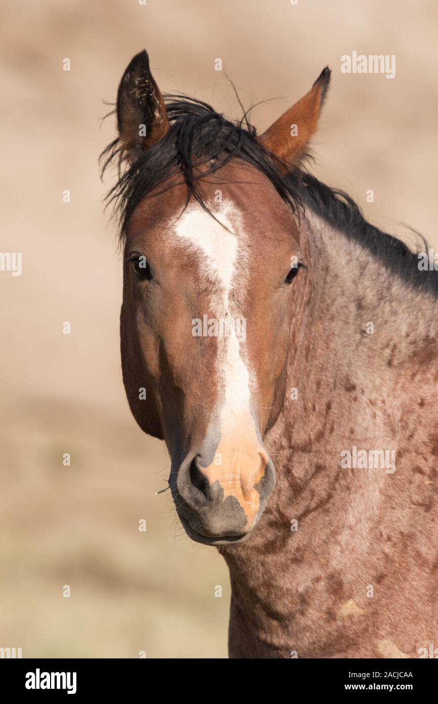 Jeune étalon de cheval sauvage Banque D'Images