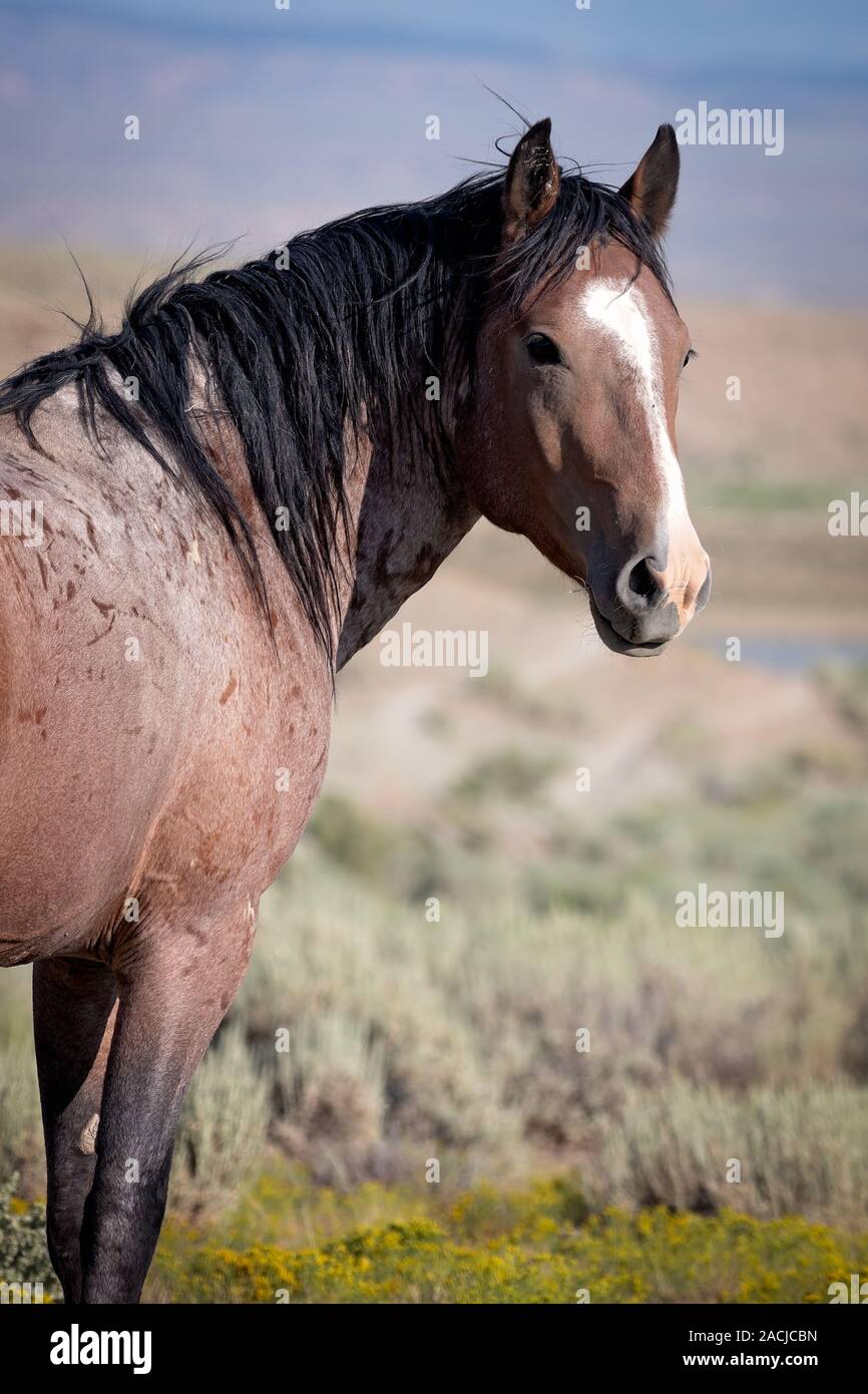 Portrait de l'étalon de cheval sauvage Banque D'Images