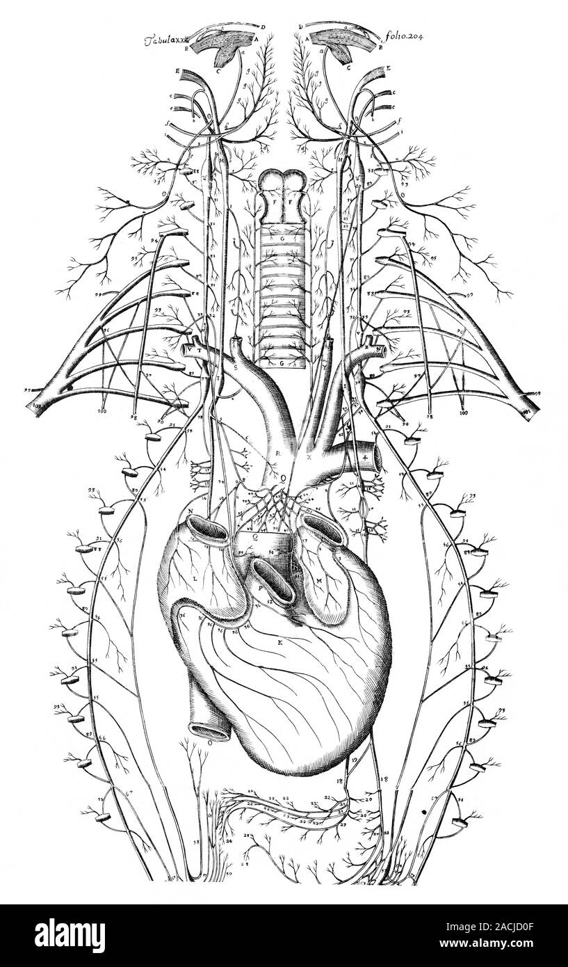 Anatomie du cœur. 17ème siècle illustration montrant le cœur et les veines et artères. Cette oeuvre est de 'Omnuim corporis humani nervorum" ( Banque D'Images