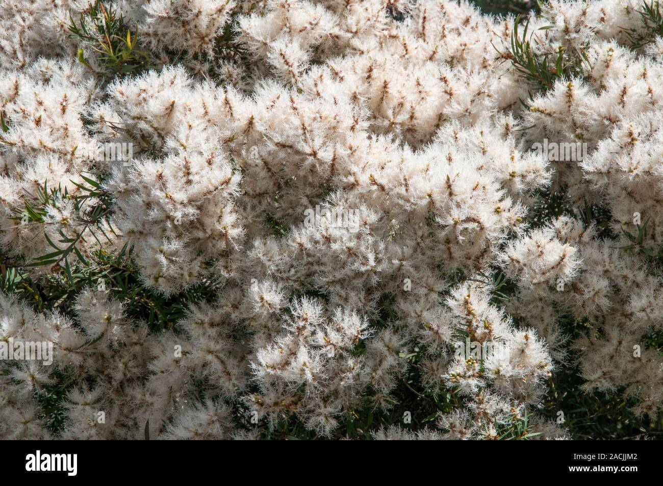 Feuillage d'été de la neige en été, melaleuca linariifolia, un arbre originaire d'Australie. Banque D'Images