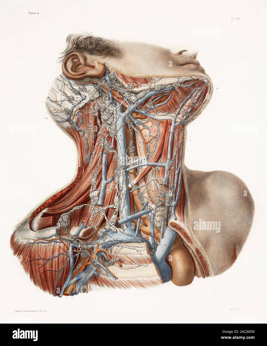 anatomie-du-cou-d-art-du-19e-si-cle-main-historique-impression