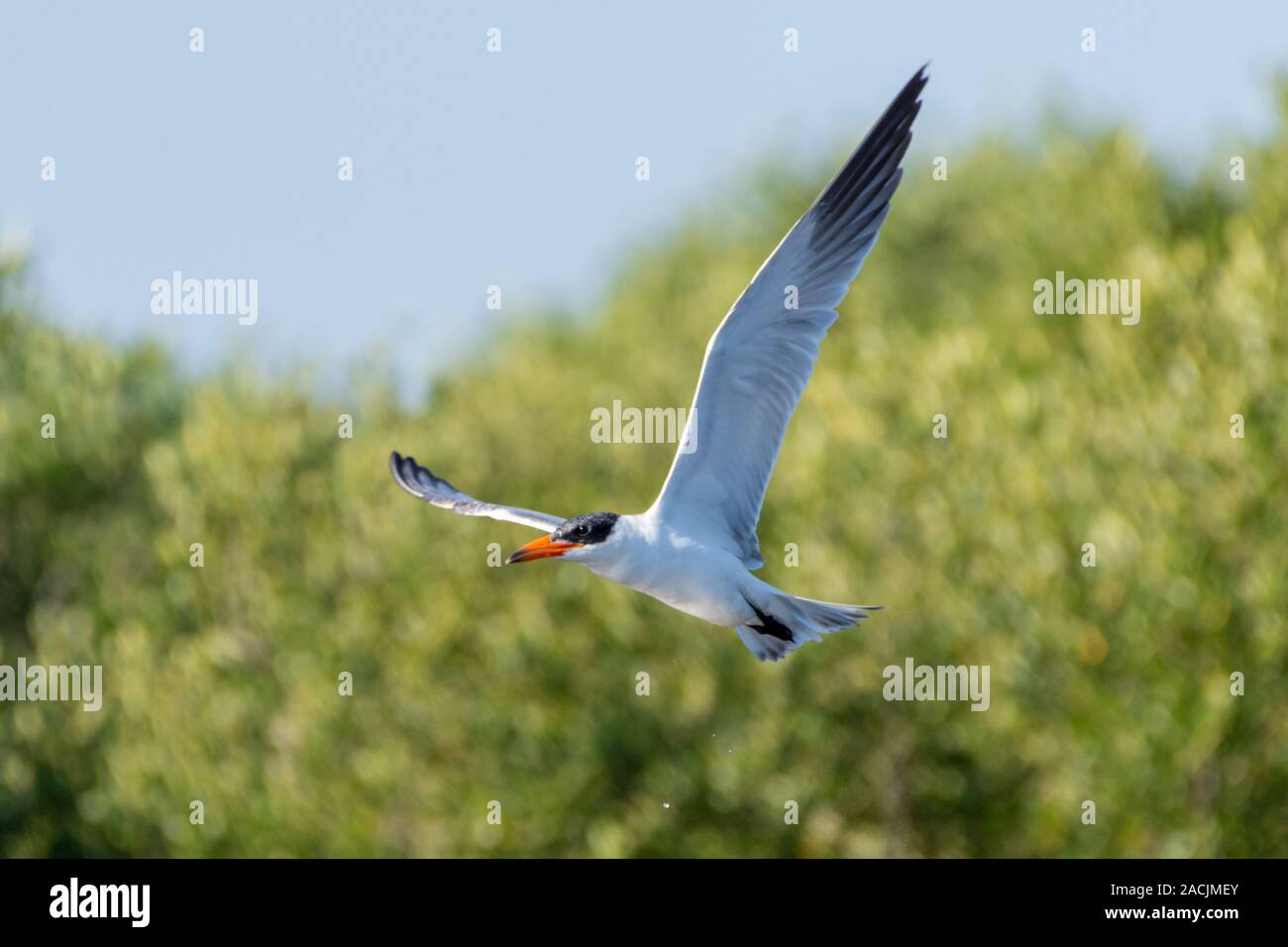 La sterne caspienne (Hydroprogne caspia) volant par l'air avec son immense envergure et bec orange dans les Émirats arabes unis. Banque D'Images